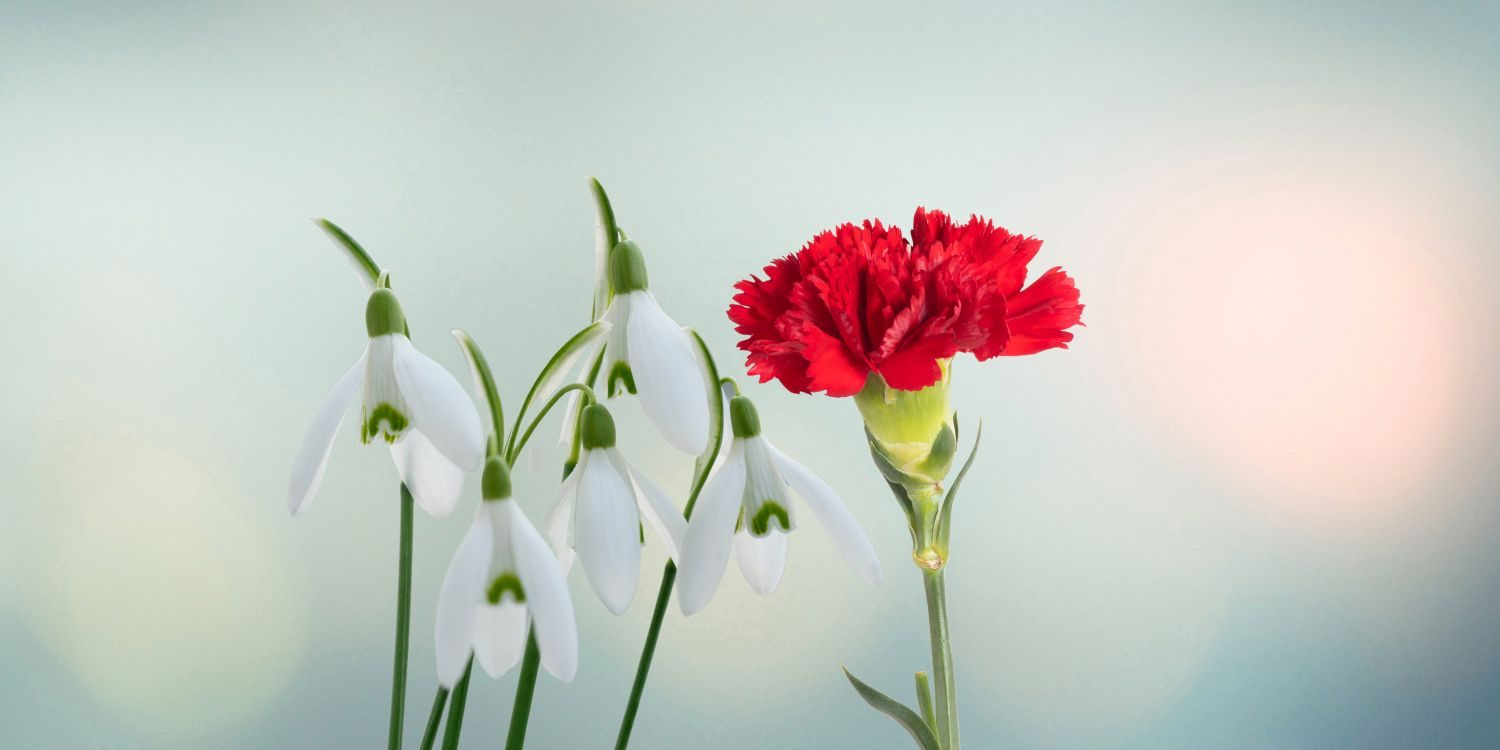 Fleurs de naissance en janvier œillet et perce neige Blog de Callie