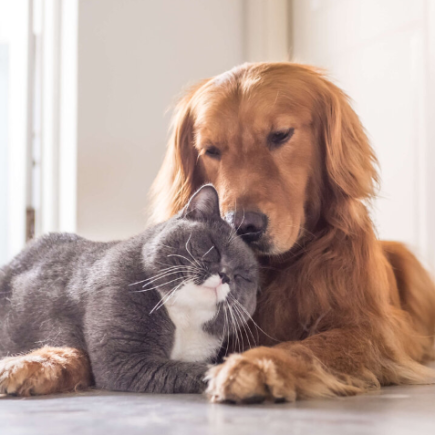 65+ idées de noms pour votre animal de compagnie