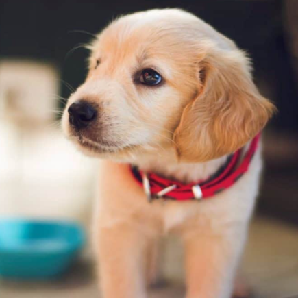 Comment choisir un nom pour mon chien ?