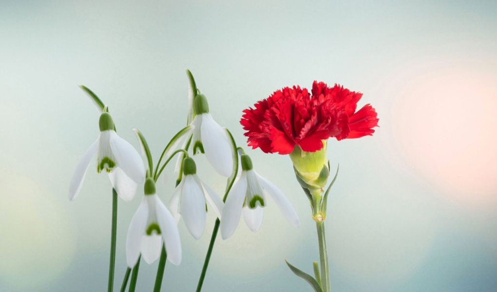 Une fleur rouge dans l'image