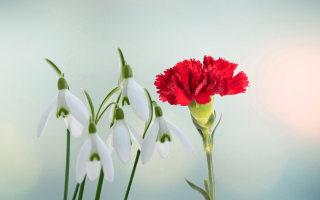 Une fleur rouge dans l'image