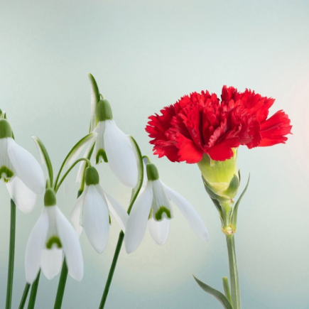 Une fleur rouge dans l'image