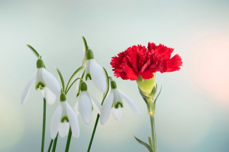 Une fleur rouge dans l'image