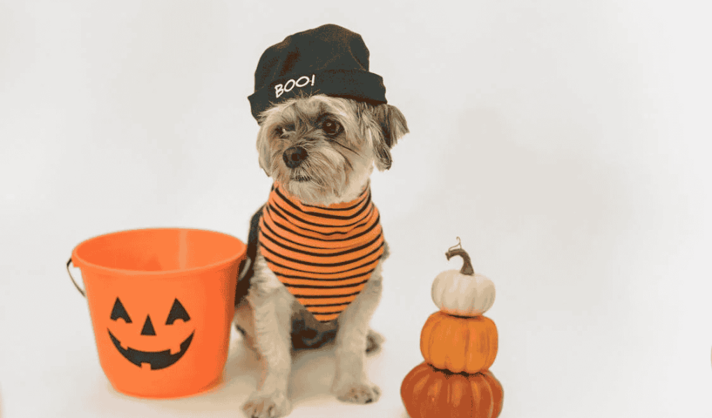 Un chien qui s'habille dans un vêtement de l'halloween