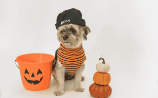 Un chien qui s'habille dans un vêtement de l'halloween