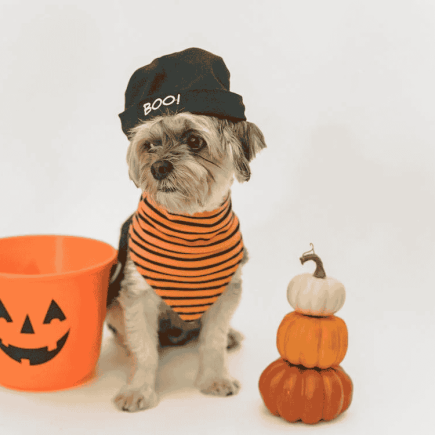 Un chien qui s'habille dans un vêtement de l'halloween