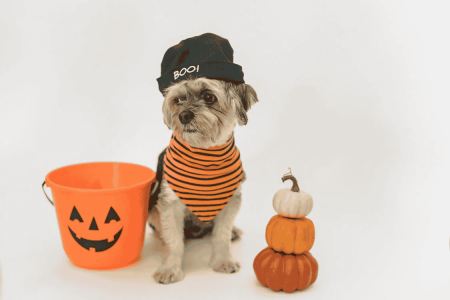 Un chien qui s'habille dans un vêtement de l'halloween