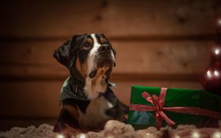 Les cadeaux pour les animaux