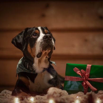 Les cadeaux pour les animaux