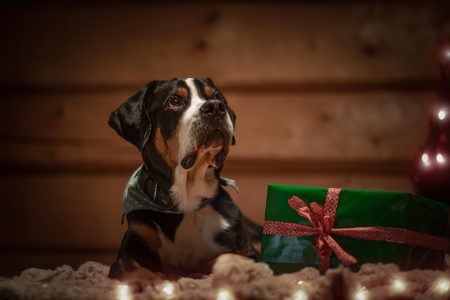 Les cadeaux pour les animaux