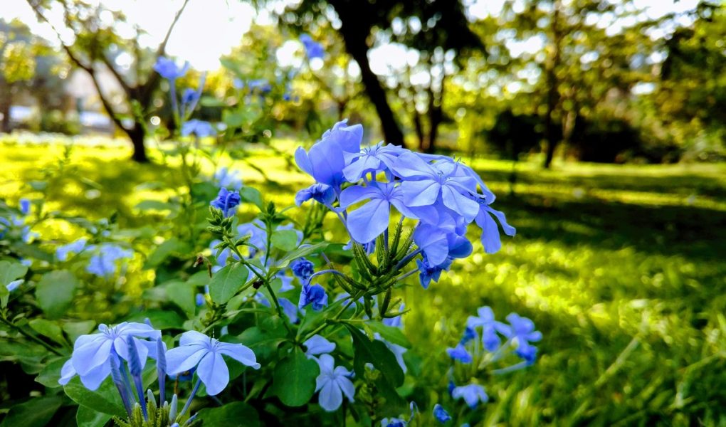 Les fleurs à planter dans le jardin pendant le printemps