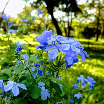 Les fleurs à planter dans le jardin pendant le printemps