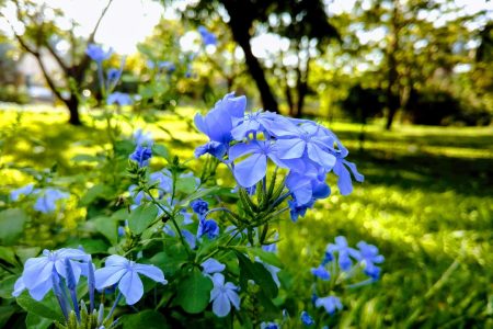 Les fleurs à planter dans le jardin pendant le printemps