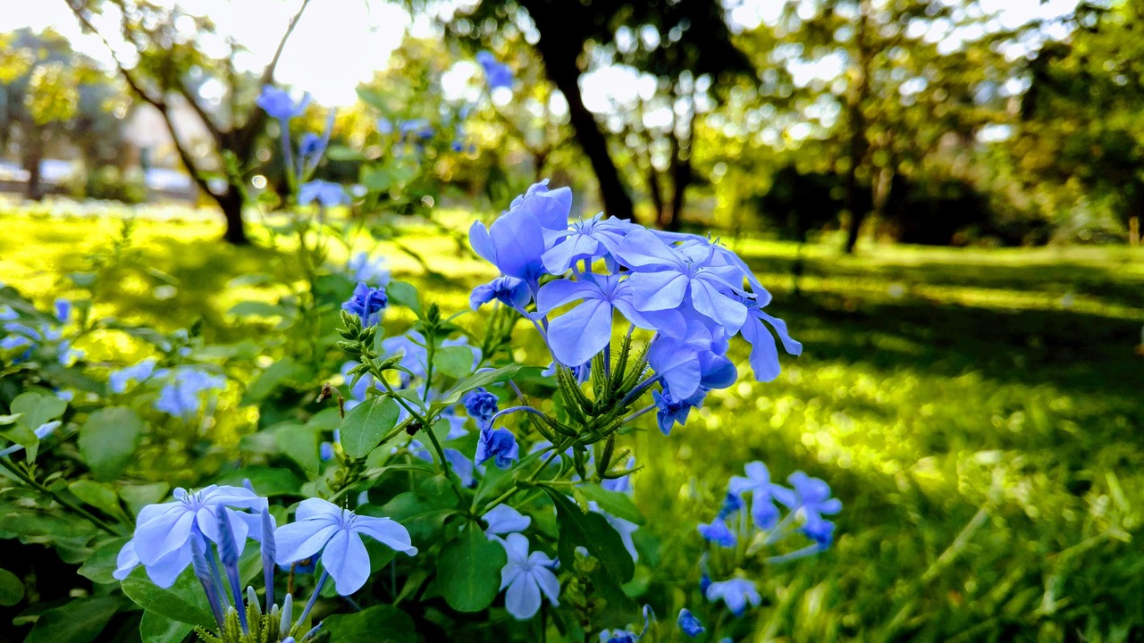 Les fleurs à planter dans le jardin pendant le printemps