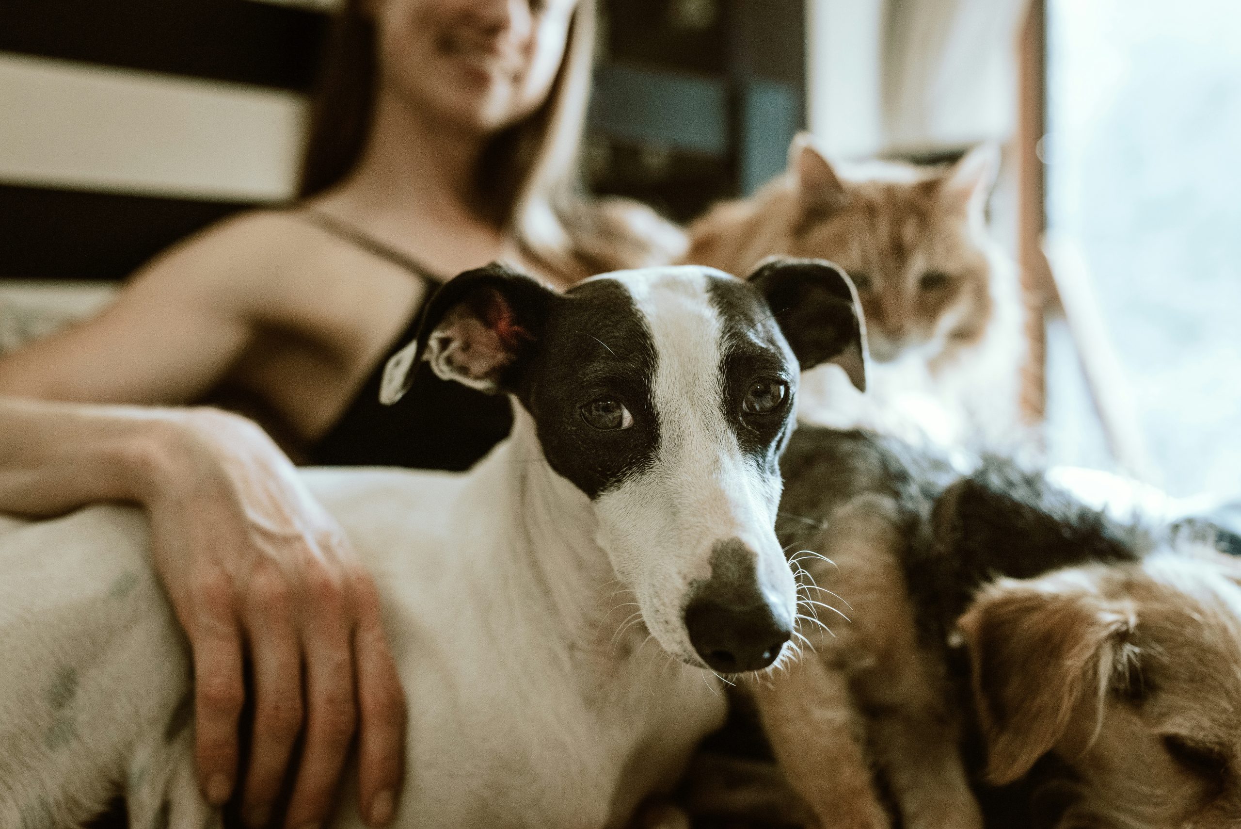Cadeau d’anniversaire original pour amoureux des animaux : la mode des objets personnalisés ?