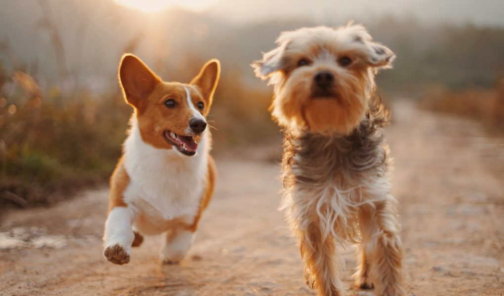 Amoureux des animaux? Ce genre de cadeau fait fureur en 2025