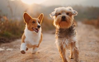 Amoureux des animaux? Ce genre de cadeau fait fureur en 2025
