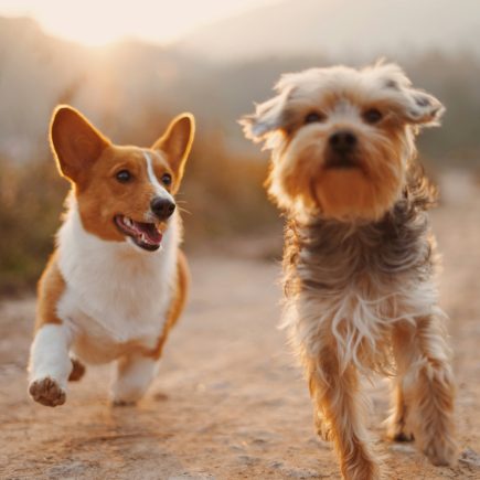 Amoureux des animaux? Ce genre de cadeau fait fureur en 2025