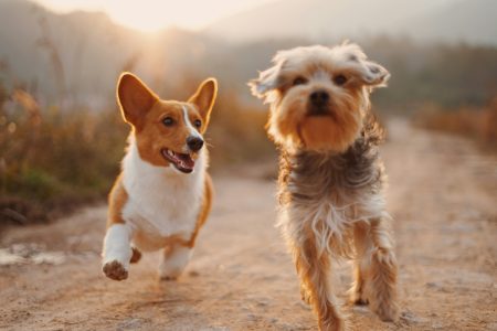 Amoureux des animaux? Ce genre de cadeau fait fureur en 2025