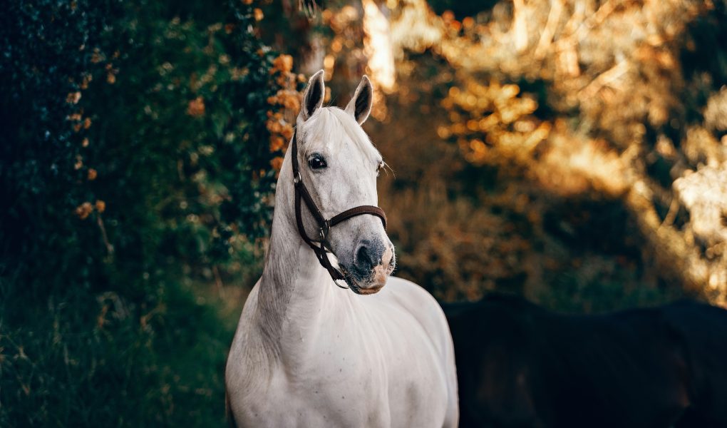25 citations inspirantes et sincères sur la Journée mondiale du cheval