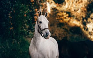 25 citations inspirantes et sincères sur la Journée mondiale du cheval