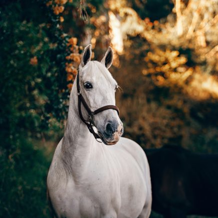 25 citations inspirantes et sincères sur la Journée mondiale du cheval