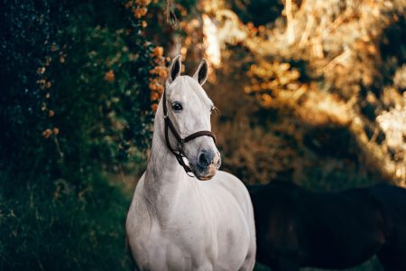 25 citations inspirantes et sincères sur la Journée mondiale du cheval