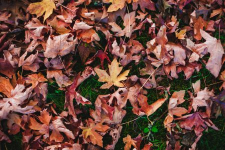 80+ Citations et Pensées d'Automne 2025 pour Célébrer la Saison