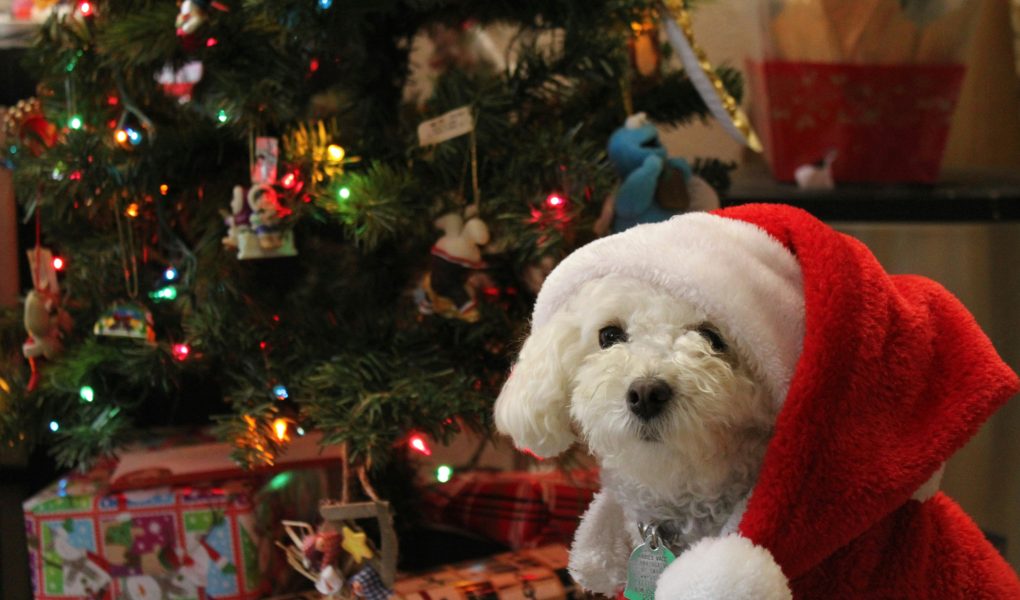 10 Cadeaux Noël pour propriétaires d'animaux qui tapent vraiment dans le mille