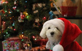 10 Cadeaux Noël pour propriétaires d'animaux qui tapent vraiment dans le mille