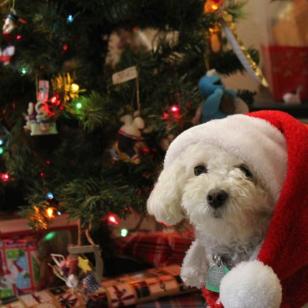 10 Cadeaux Noël pour propriétaires d'animaux qui tapent vraiment dans le mille