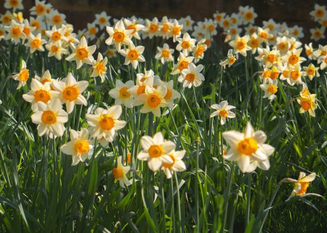 Incroyables Messages de Joyeux Anniversaire pour les Personnes Nées en Avril