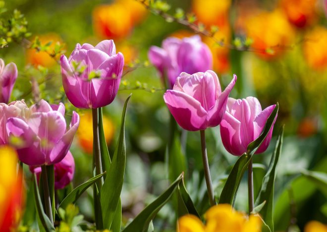 Jardinier Printanier : Que planter en mars avril mai pour un extérieur florissant ?