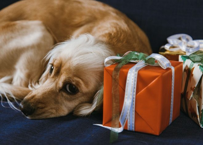 10 cadeaux personnalisés pour chien à moins de 30 € à offrir
