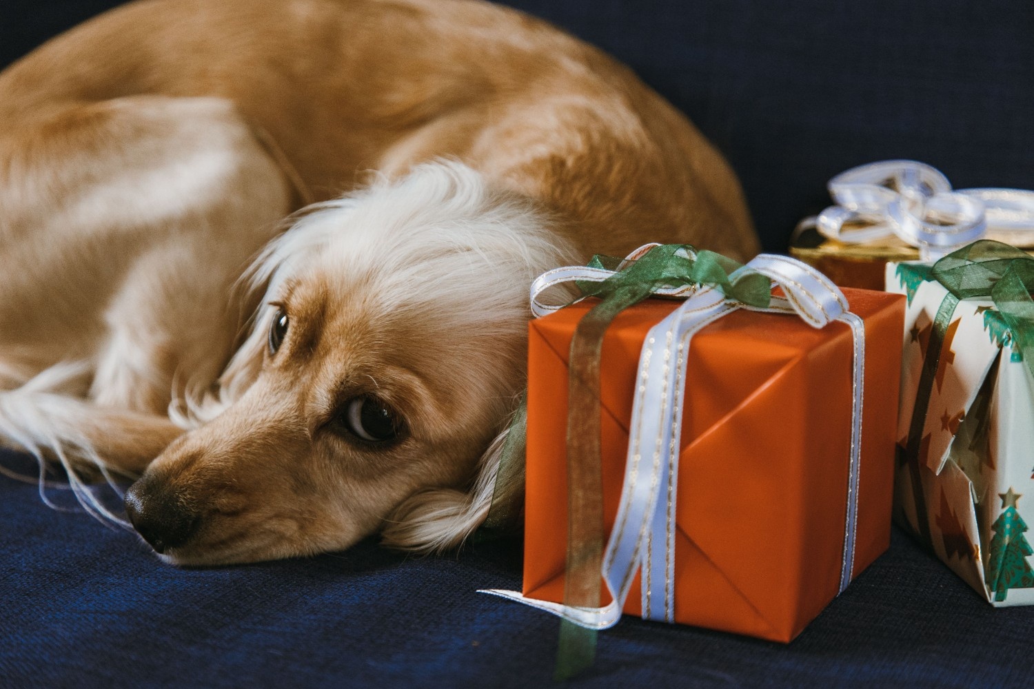 10 cadeaux personnalisés pour chien à moins de 30 € à offrir