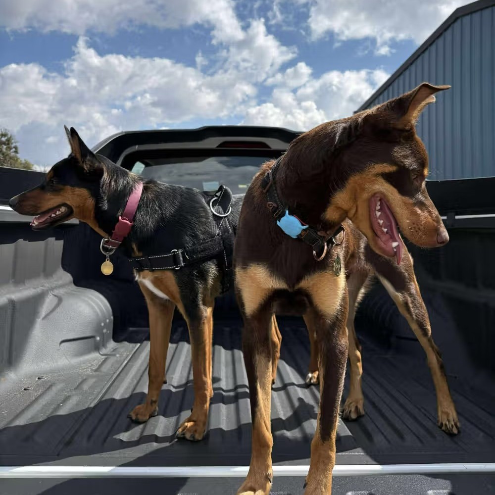 la housse de protection pour airtag pour chien