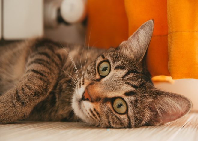 Journée internationale du chat : une occasion de célébrer nos compagnons félins