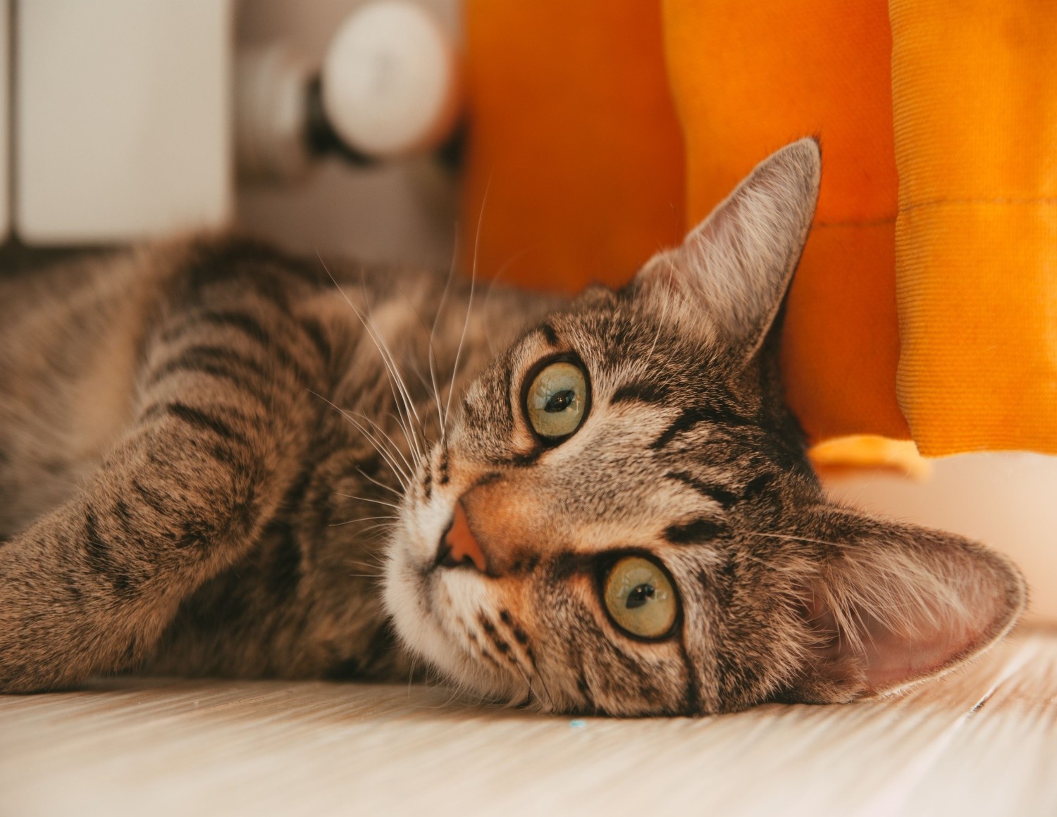 Journée internationale du chat : une occasion de célébrer nos compagnons félins