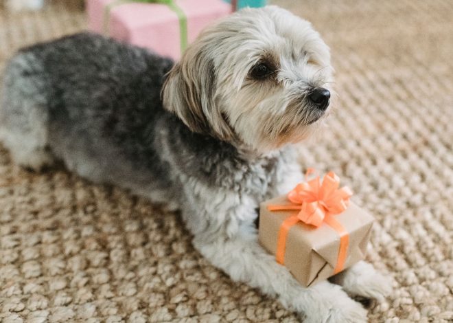 Cadeaux personnalisés pour un maître et son chien : que choisir ?