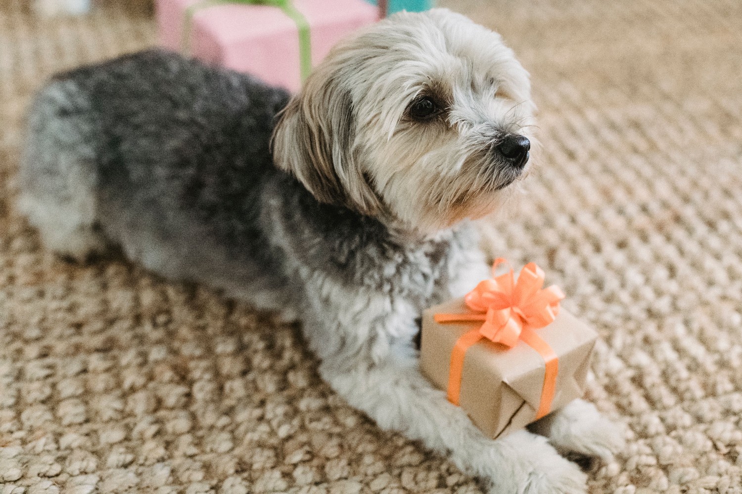 Cadeaux personnalisés pour un maître et son chien : que choisir ?