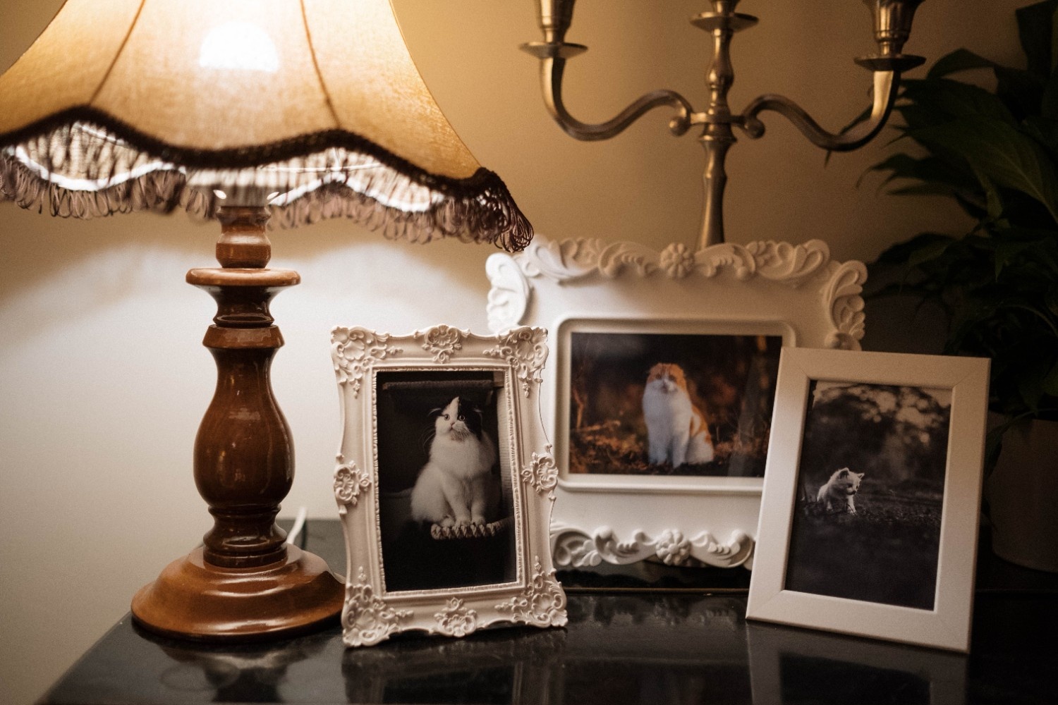 Comment créer un cadre photo personnalisé pour votre chien ? 8 idées pour mettre ses souvenirs en valeur