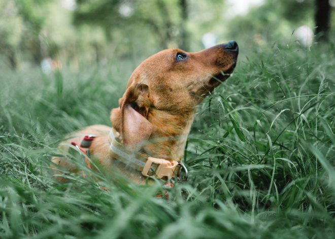 Pourquoi choisir un collier personnalisé pour son chien ?