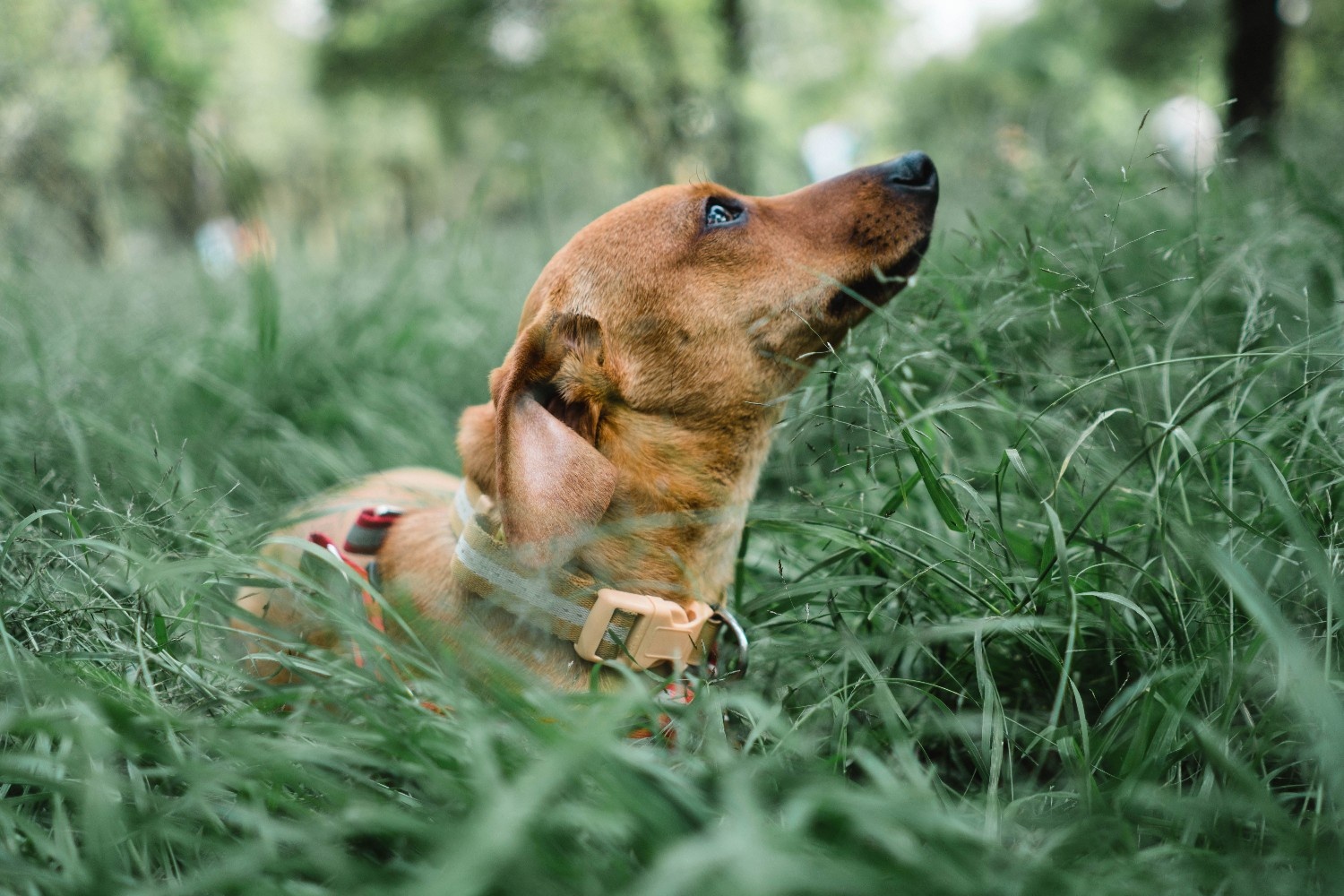 Pourquoi choisir un collier personnalisé pour son chien ?