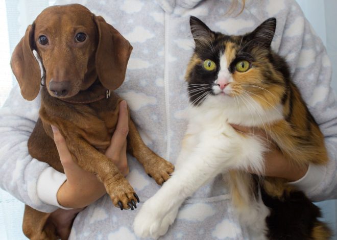 Faut-il stériliser son chien ou son chat ? Avantages, risques et âge idéal