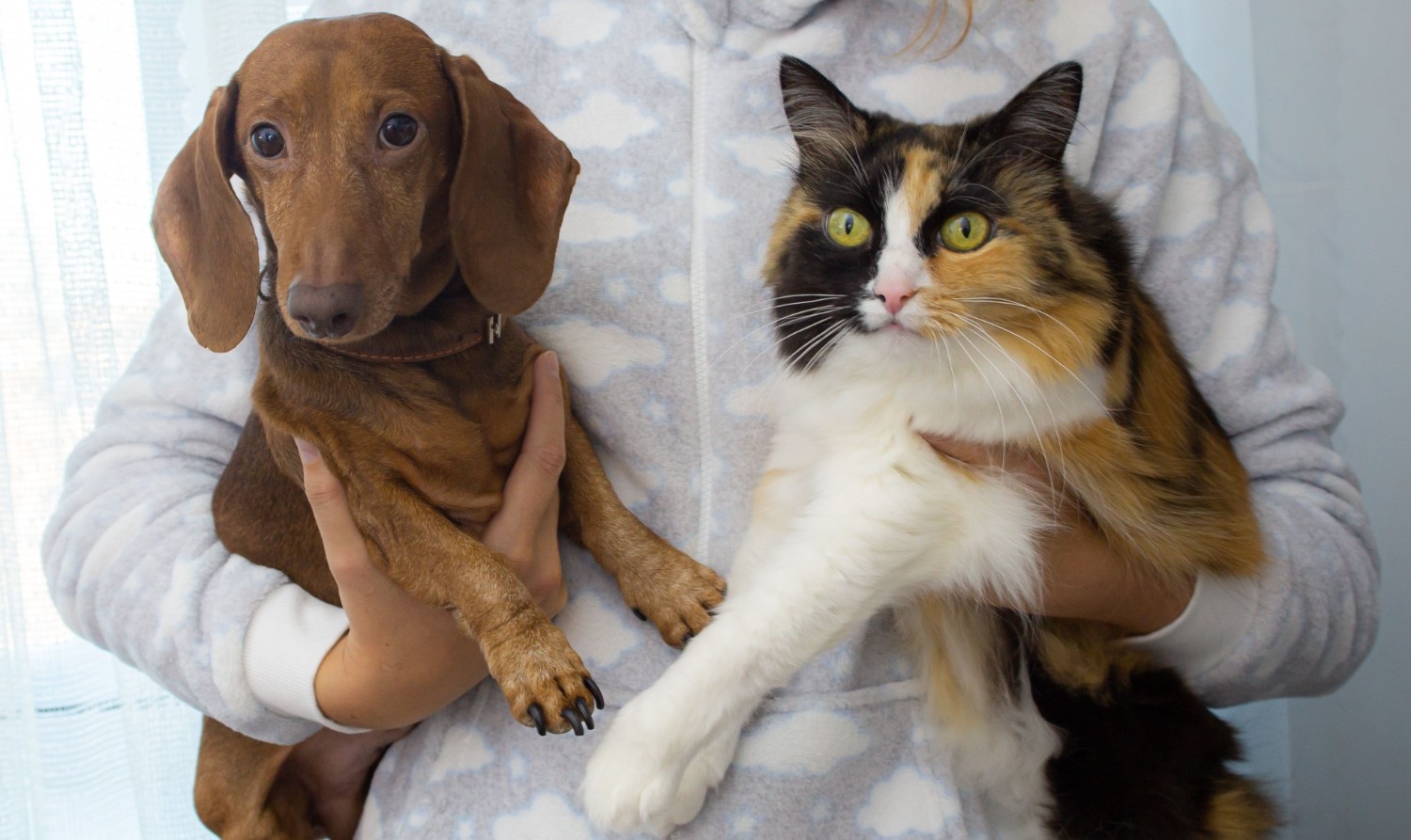 Faut-il stériliser son chien ou son chat ? Avantages, risques et âge idéal