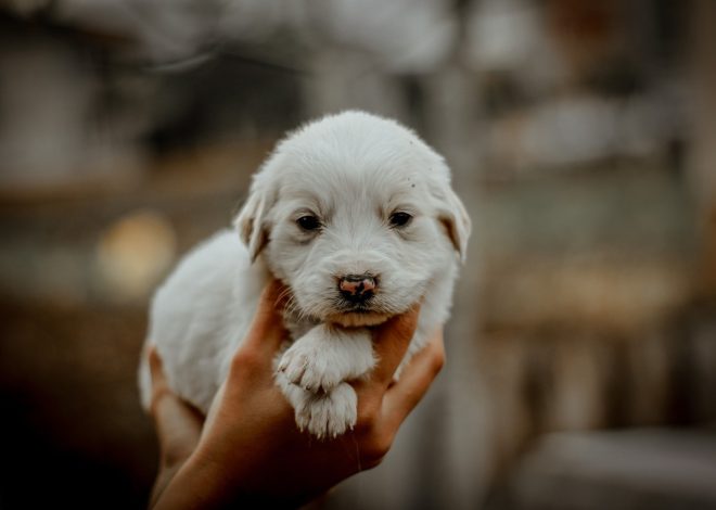 Cadeaux pour un nouveau propriétaire de chien : accessoires personnalisés à offrir