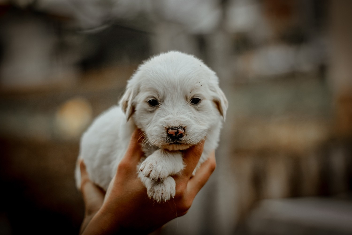 Cadeaux pour un nouveau propriétaire de chien : accessoires personnalisés à offrir