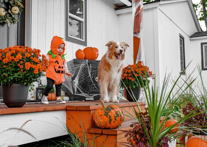 Fêter Halloween avec son Chien ou Chat : Déguisements, Déco et Cadeaux