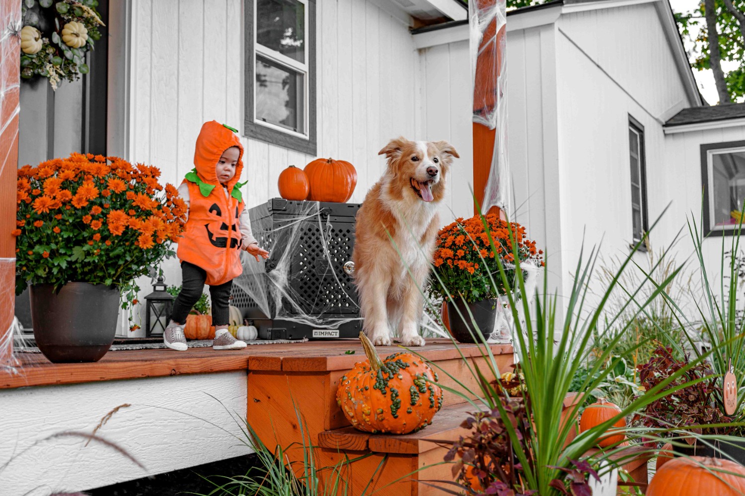 Fêter Halloween avec son Chien ou Chat : Déguisements, Déco et Cadeaux